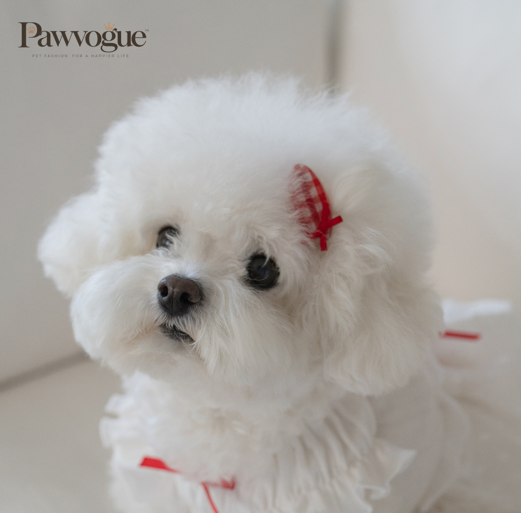 White dog wearing a red bow accessory